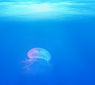 New UN report calls for urgent help for world's oceans. Credit: CC0 Public Domain