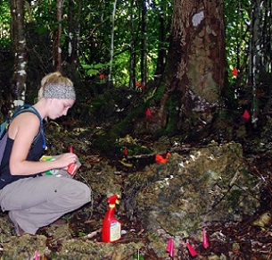 Newly emerging Serianthes nelsonii seedlings are marked by Cameron Musser in the deep shade of Guam's karst forest habitat. Credit - University of Guam