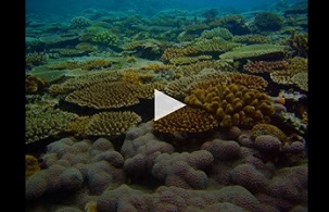 VIDEO: ABOUT 200 WORDS + 19 STATIC IMAGES IN 23 SLIDES WERE SHOWN IN VIDEO FORMAT FOR 2 MINUTES 37 SECONDS WITH BACKGROUND MUSIC. CREDIT: IMAMURA ET AL. (2020)