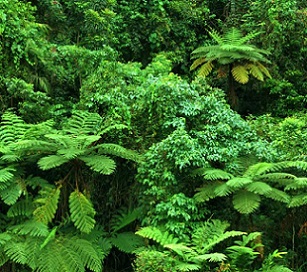 After Aboriginal people were forced from their land, the rainforest understory thickened and became a bushfire risk. Credit - Shutterstock
