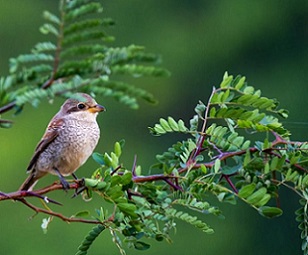 A new study demonstrates the link between birds and happiness. Credit-TorriPhoto / Getty Images