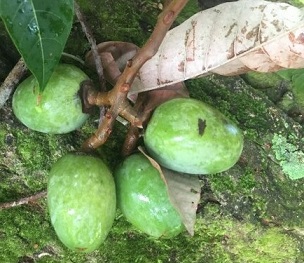 Nangai, a fruit found in Vanuatu used by Indigenous peoples in Vanuatu and the Solomon Islands, is sought by cosmetic companies for its oil. Credit: Daniel Robinson