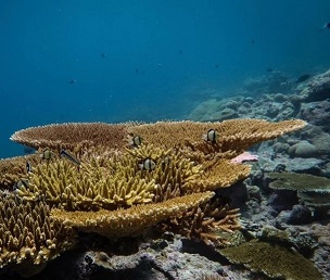 Image Credit: Dr Ines Lange