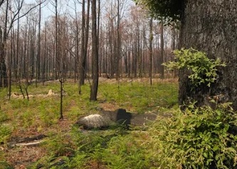  Scientists are asking for help from the public to understand bushfire devastation. “We want birds, insects, green shoots, animal poop, fungus … Even if it’s a tree that has burned to a crisp, that’s still useful,” says Casey Kirchhoff. Photograph: David Crosling/AAP