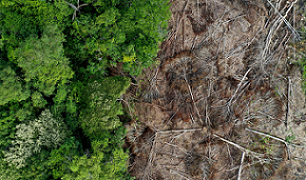 area of cleared rainforest. source - Mongabay