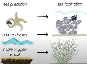 Improving coastal restoration by temporarily imitating nature. Credit: Radboud University