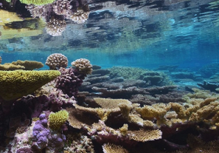 coral reefs