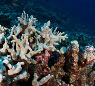 Bleached corals in Hawaii. A new tool funded by the late Microsoft co-founder Paul Allen’s Vulcan Inc detects bleaching events on reefs. Photograph: Greg Asner