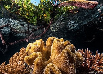 Coral in a mangrove swamp in the Raja Ampat Islands, Indonesia.Credit: Giordano Cipriani/Getty