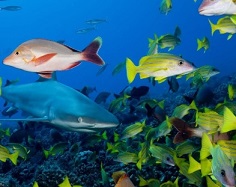 New research finds that local management efforts have the greatest positive effects on coral reefs when human pressures on those ecosystems are low to intermediate. Photo - Stephen Frink