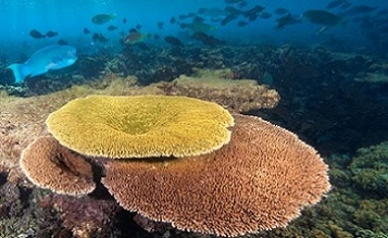 Some coral reefs off the Phoenix Islands in Kiribati seem to be resilient to warming seas.Credit: National Geographic Image Collection/Alamy