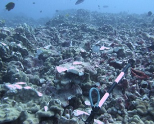 Owners of the yacht will need to fork up $100,000. (Source: DLNR)