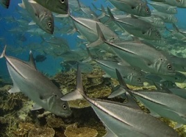 For coral reefs, more is less. credit - COLIN BAKER / GETTY IMAGES