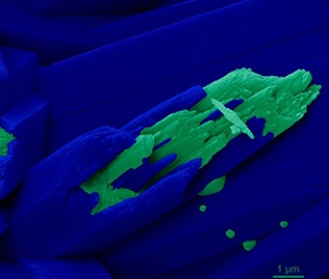 A high-power microscopic image of the skeleton from Turbinaria peltata. Credit: Pupa Gilbert