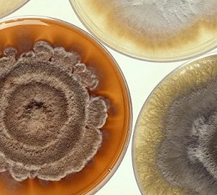 Scientists Find Bacteria so Alien to Human Immune System It Can’t Detect It. Credit - CC0