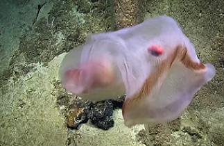 Deepstaria Jellyfish, US Marine National Monument of the Remote Pacific Islands