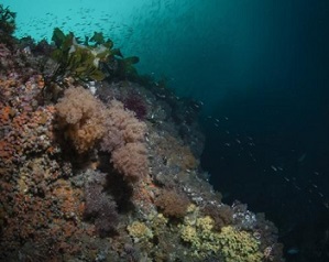 Undaria threatens to smother the diverse Fiordland marine environment, as pictured here. PHOTO: DOC/SUPPLIED