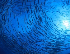 marine protected areas