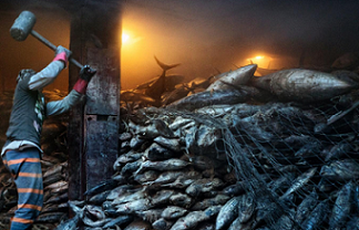 A worker uses a mallet to dislodge frozen tuna aboard a Chinese cargo vessel. Photo - Adam Dean, Nat Geo Image collection
