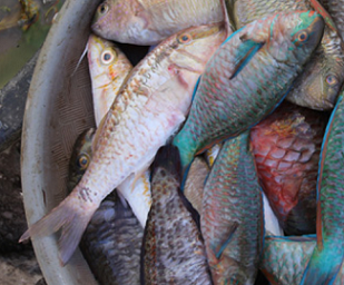 New access fees for fishing in qoliqoli areas