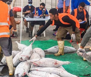 Fisheries, Maritime and Ports Authority officers monitor a fishing vessel unloading under COVID-19 protocols in Apia Port, Samoa. Photo: Samoa NHQ.