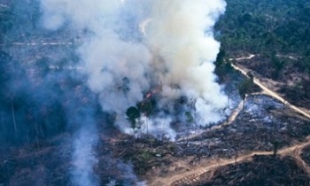 Forest clearing in Asia has contributed significantly to carbon emissions over the past decade. Credit - GETTY IMAGES