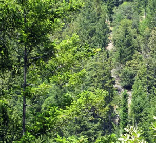 The world is still experiencing an overall loss of forests ‘at a terrifying rate’, the researchers warned. Photograph: Staff/Reuters