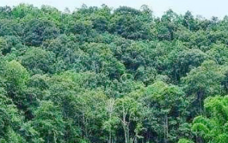 PNG forest
