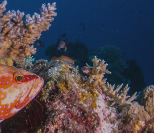 Fish and coral reefs. Source - https://www.icriforum.org/