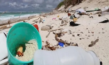Hermit crabs trapped in plastic containers. The species is an important part of tropical environments. Photograph: NHM
