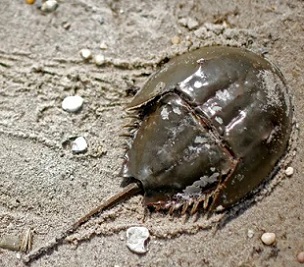 The blue blood of horseshoe crabs is sensitive to toxic bacteria and is widely used to detect impurities in vaccines, including those for Covid-19. Photograph: Mike Segar/Reuters