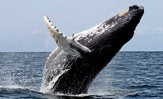 Humpback whale breaching. Photo credit -  Whit Welles