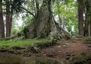 What Ancient Teeth Can Reveal About the Past Lives of Forests