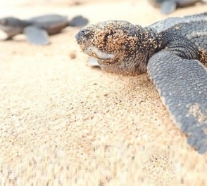 Leatherback turtle. Credit - https://www.bbc.com/
