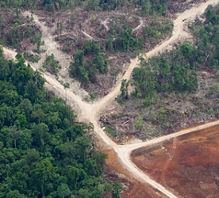 Logging roads in Papua New Guinea’s East New Britain Province. Since the introduction of SABLs in 1996, more than 5 million hectares (12 million acres) of virgin forest have been logged. Image by Paul Hilton/Greenpeace.