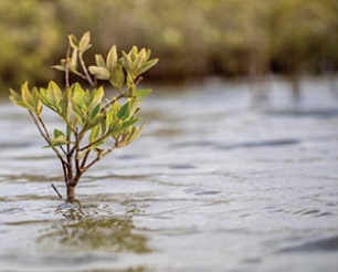 Mangroves can create alkaline conditions that enhance the ocean's capacity to store atmospheric carbon dioxide. Credit: Morgan Bennett Smith