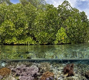 mangroves. credit - Alex Mustard