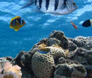 coral reefs. Credit: Pixabay/CC0 Public Domain