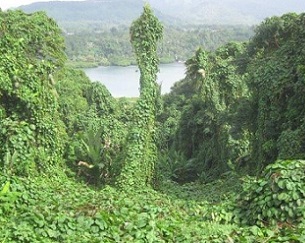 merremia peltata and other vines.