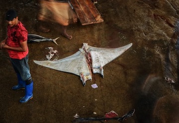 Mobula rays in a Sri Lankan fish market, in 2018. Image © Simon Hilbourne | Manta-Trust.