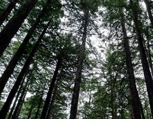Second growth redwood trees are seen in a grove at Joaquin Miller Park in Oakland, California, on April 29, 2020. Photo: Carlos Avila Gonzalez/The San Francisco Chronicle via Getty Images