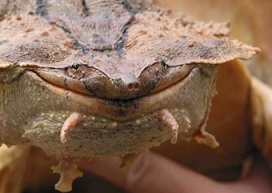 Based on genetic analyses, a second species of mata mata turtle was discovered. Credit: Rune Midtgaard