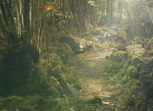 Towards a new generation of vegetation models. Credit: CC0 Public Domain