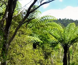 native forest. source - https://theconversation.com/