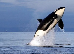 Canada has joined the Global Ocean Alliance, an international group of nearly two dozen other countries working to protect the world's oceans.  (The Associated Press)