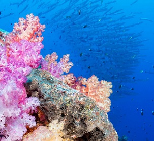 A coral reef in the waters off Palau. In the fiscal five years leading up to 2018, tourism generated up to 27% of Palau’s economy. Martin Strmiska/Getty Images