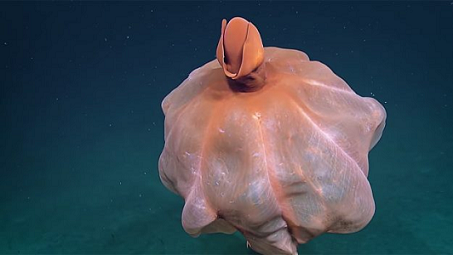 Cirroteuthid octopus in Pacific ocean. Photo Credit: NautilusLive