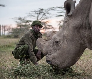 The world’s last male northern white Rhino is one of only five of his species left on Earth.Credit: Nichole Sobecki/The Washington Post/Getty