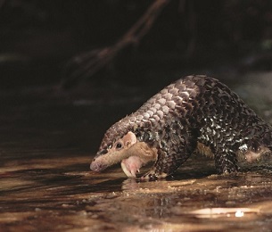 Pangolins are hunted for their meat and for their scales, which are used in traditional Chinese medicine. Credit - Photo by Michael Pitts / USAID.