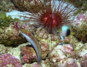 Rare fishes at Kure. Credit: NOAA/Richard Pyle-Bishop Museum